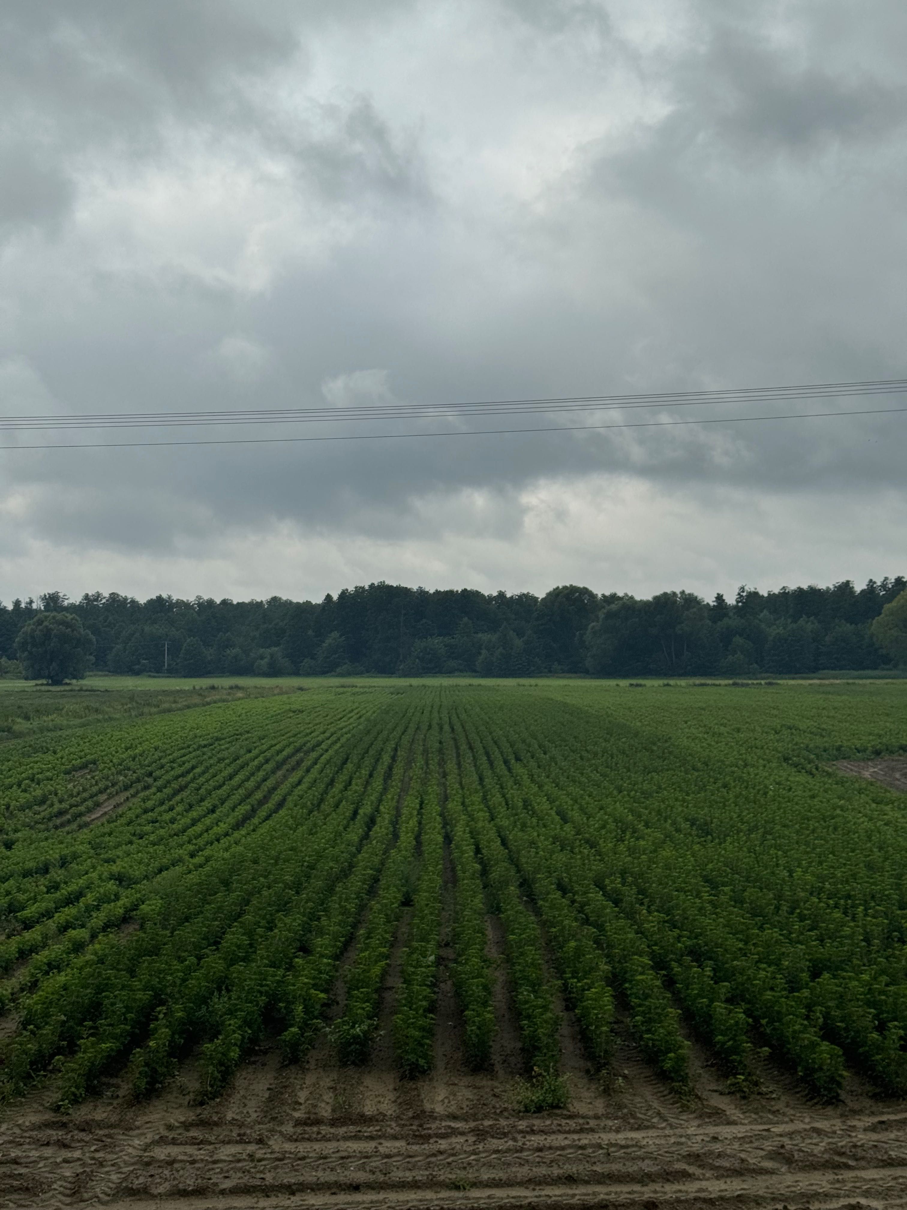 Sadzonki porzeczki czarnej, czerwonej, białej, różowej, agrestu