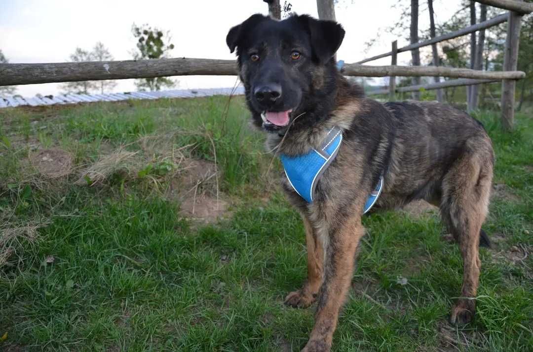 Fender - młody pies z głową pełną marzeń ADOPCJA