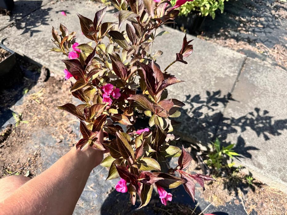 Krzewuszka cudowna 'Alexandra' (Weigela florida) Doniczka 2.0L