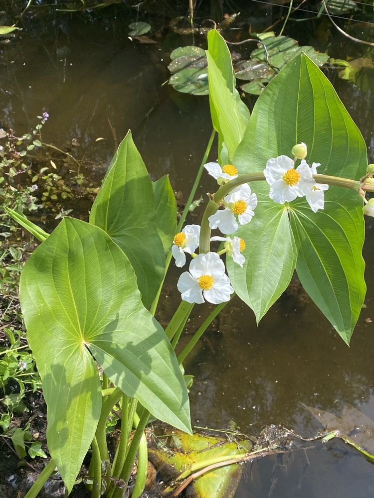 Rośliny - Oczko wodne, biobasen, staw