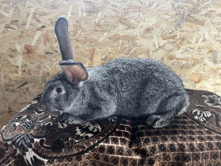 Продаються кролі