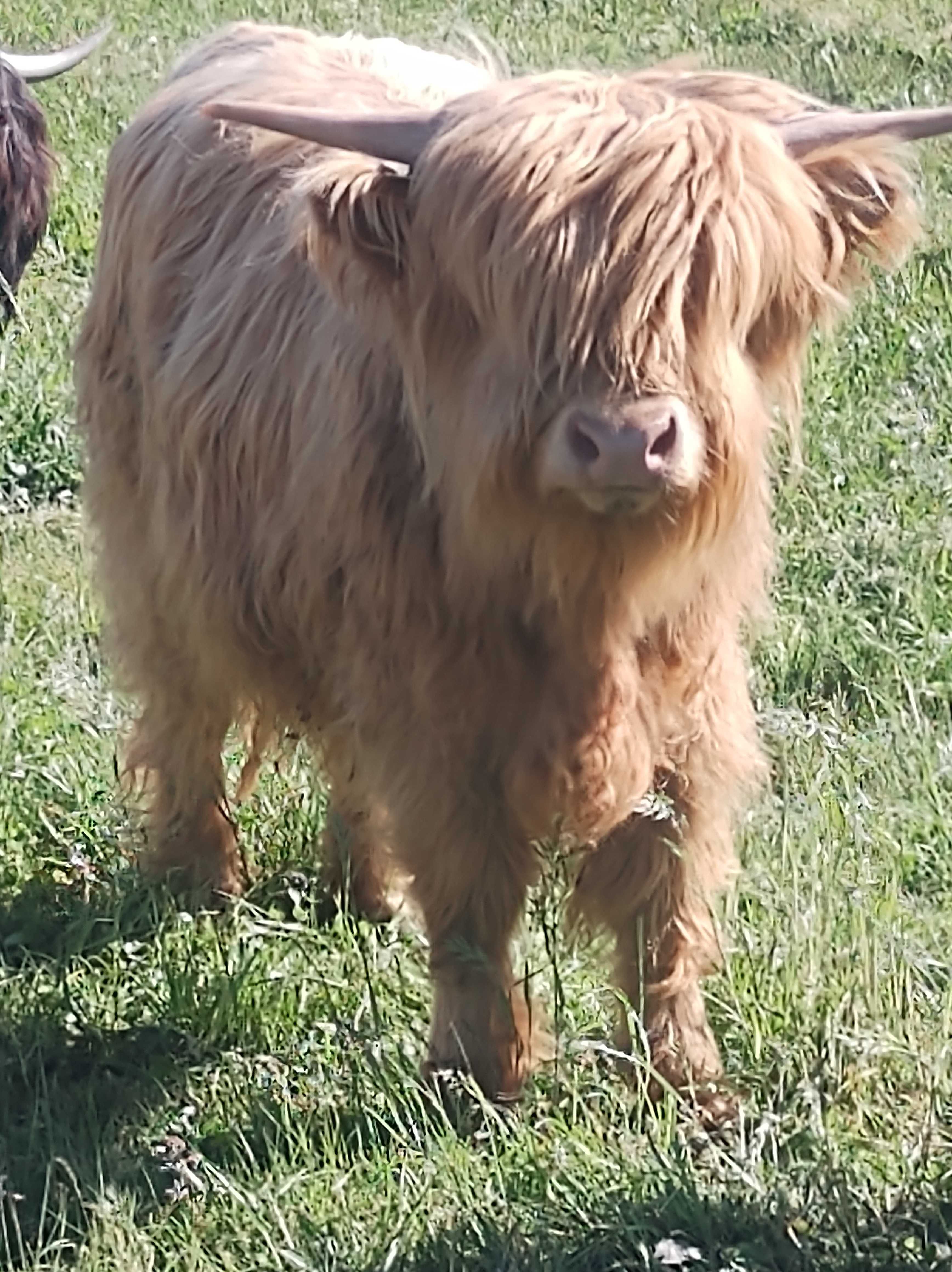 Bydło szkockie highland.