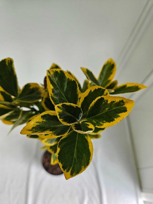 Trzmielina Fortunea 140cm – ozdobna forma szczepiona na pniu C5