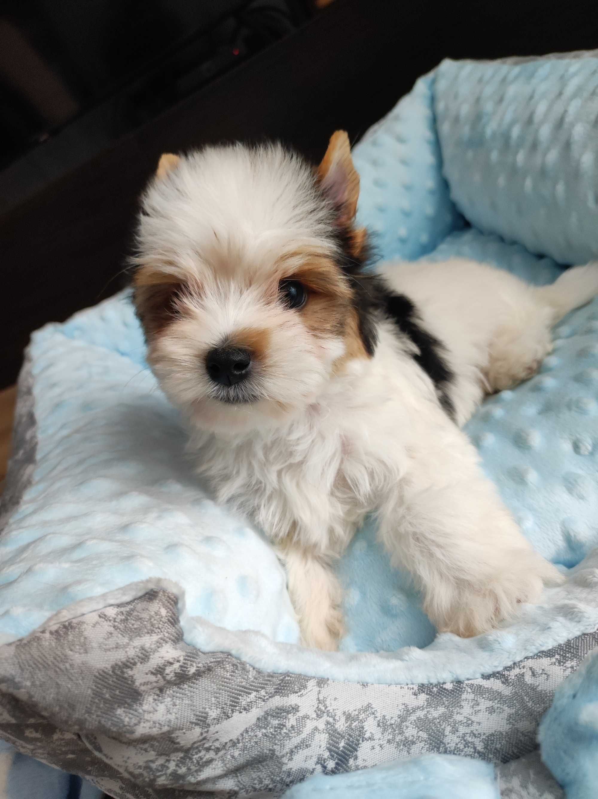 Yorkshire terrier