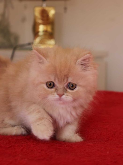 Gatinho persa bege macho