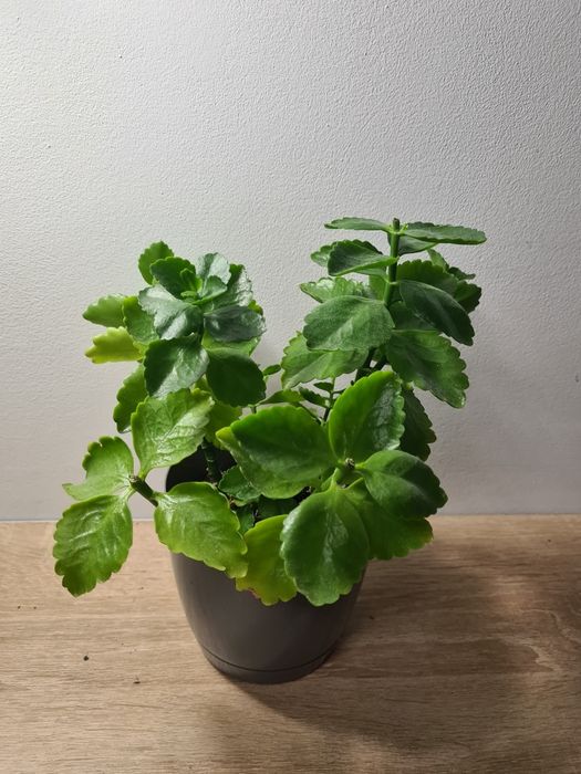 Kalanchoe - roślina z białymi kwiatami