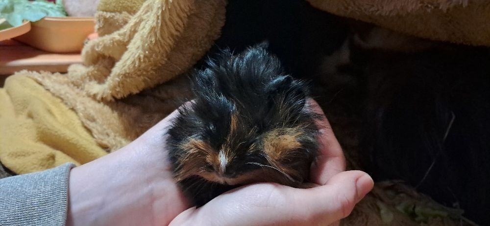 Świnki morskie canvie peruwianki