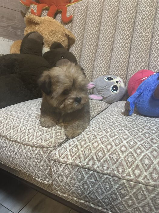 Shorkie york &shih tzu piesek