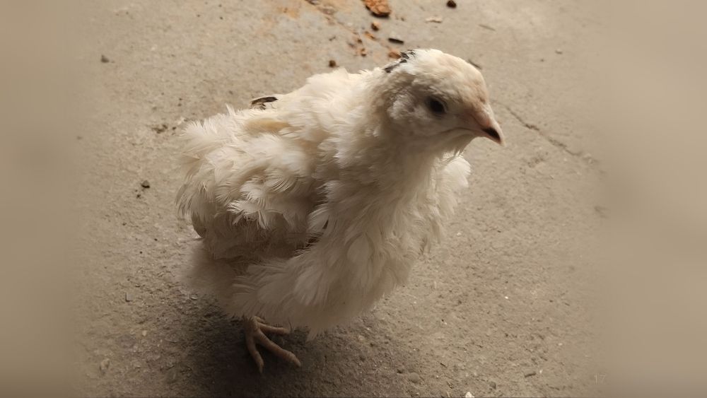 Інкубаційні яйця перепілки Техаські Білі