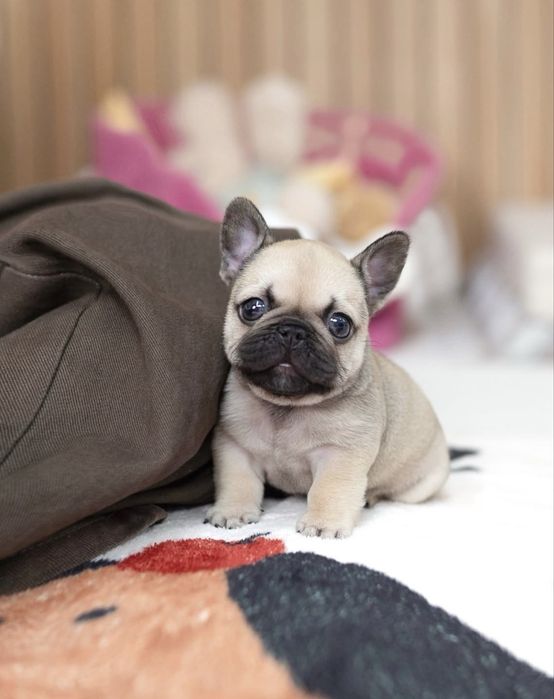 Французський бульдог ексклюзивні малюки преміум класу