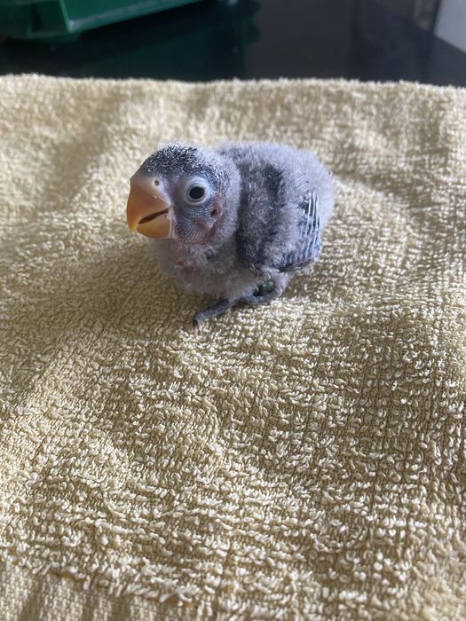 Personata para criar à mão