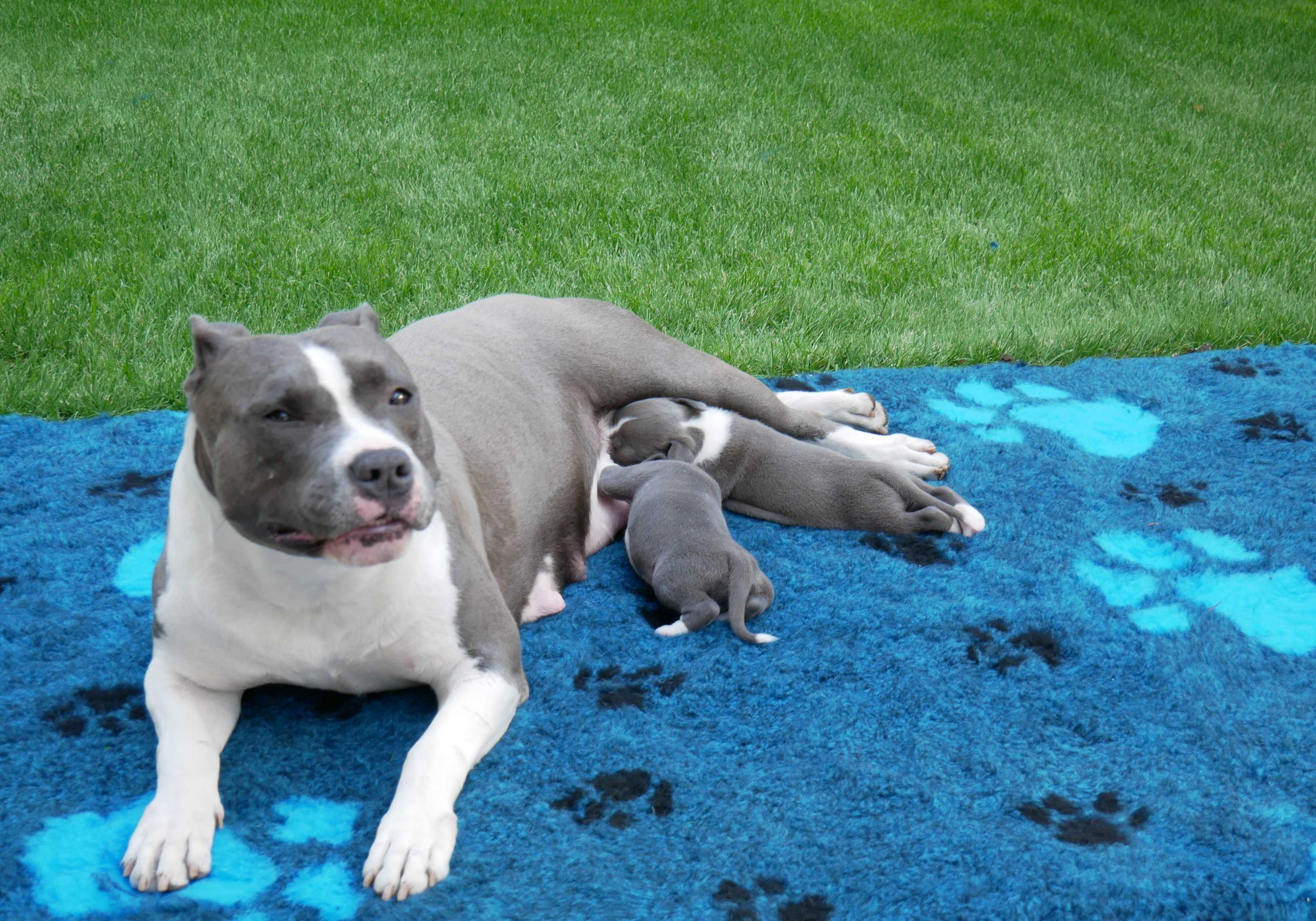 American Staffordshire Terrier Amstaff Blue ZKwP FCI