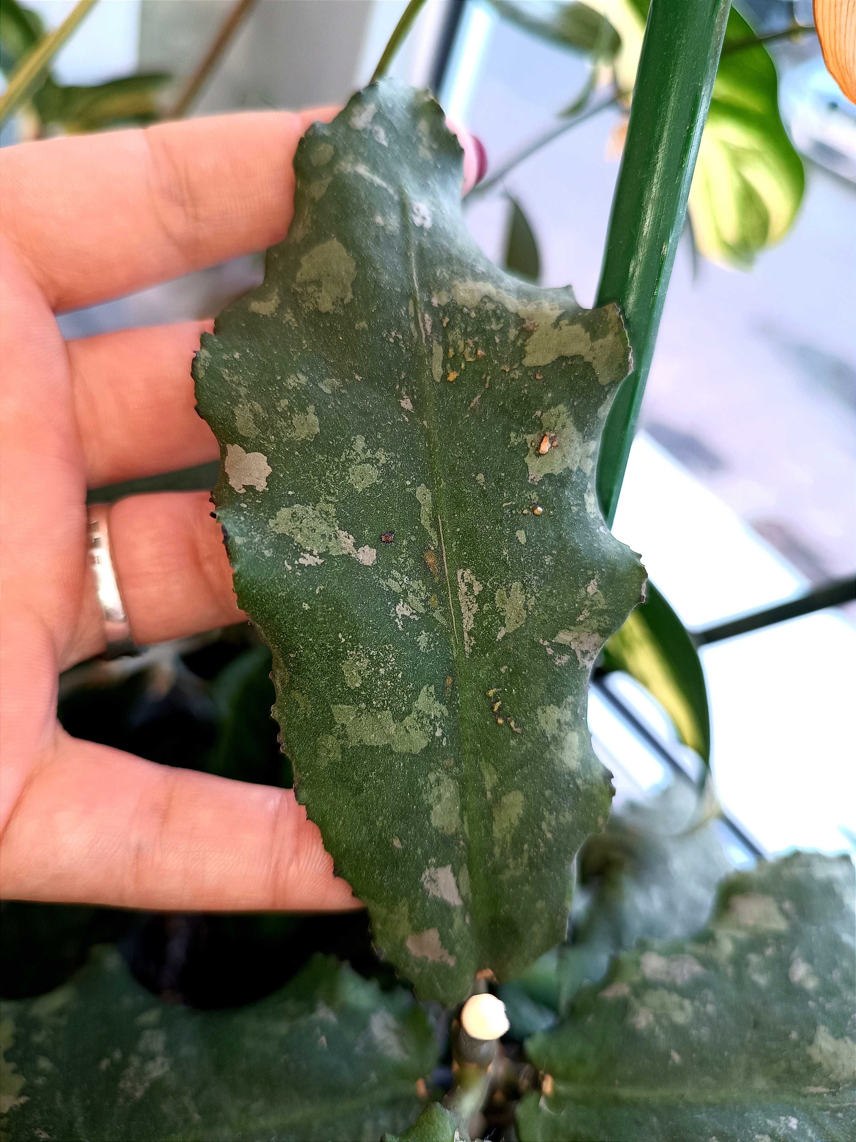 Hoya Undulata Splash Sarawak Borneo Long Leaves