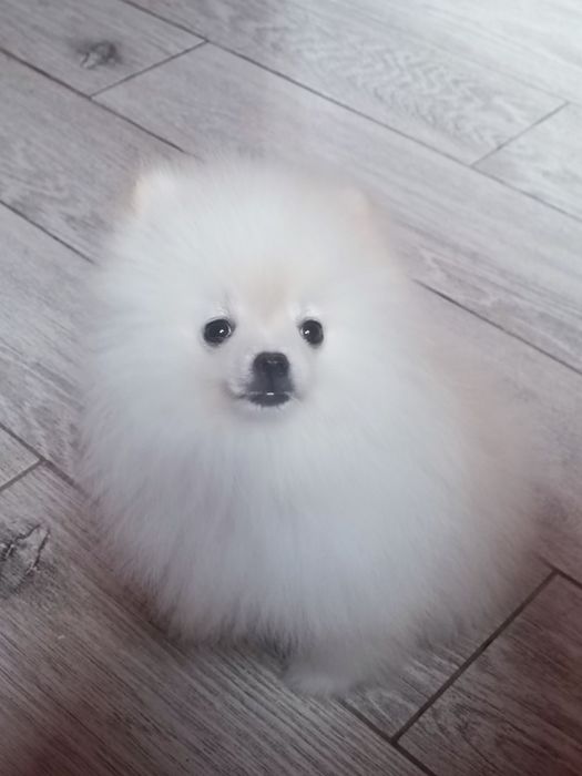 Pomeranian piesek