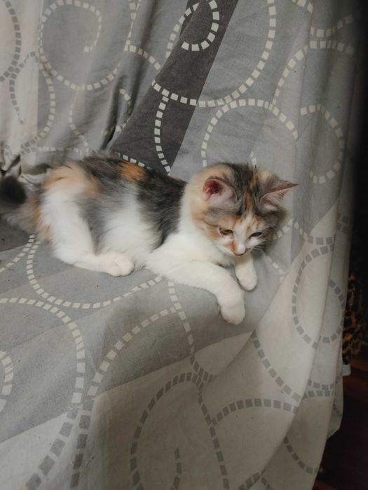 Чудесные котята девочки возраст около 4 месяцев ищут дом!