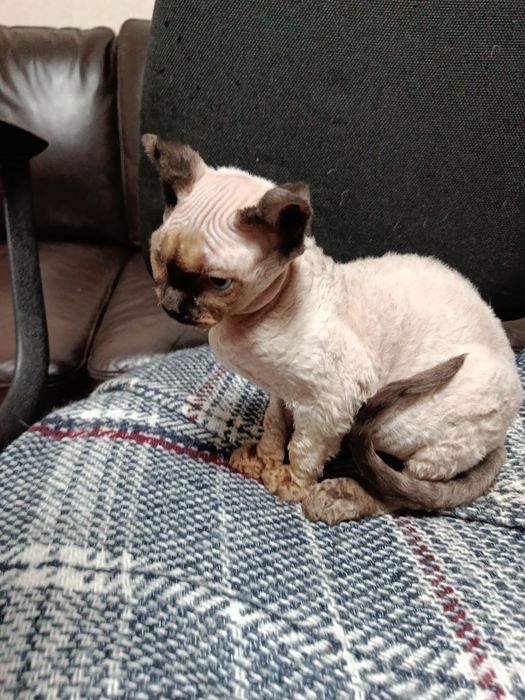 Шикарная девочка эльфийка.