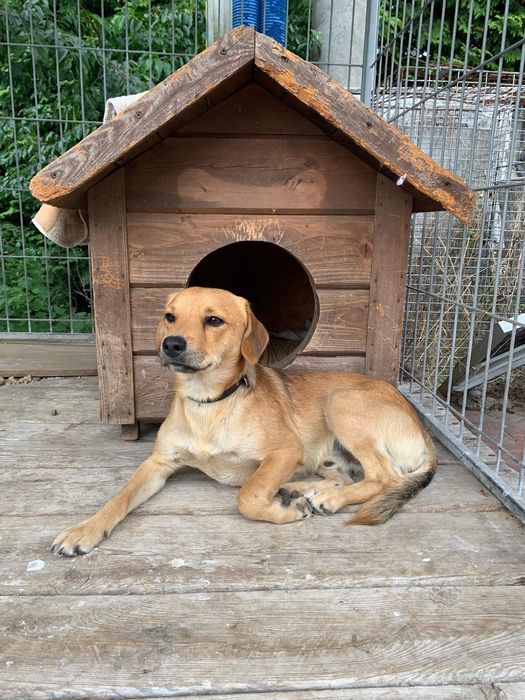 Pilnie potrzebny dom dla pieska Watsona