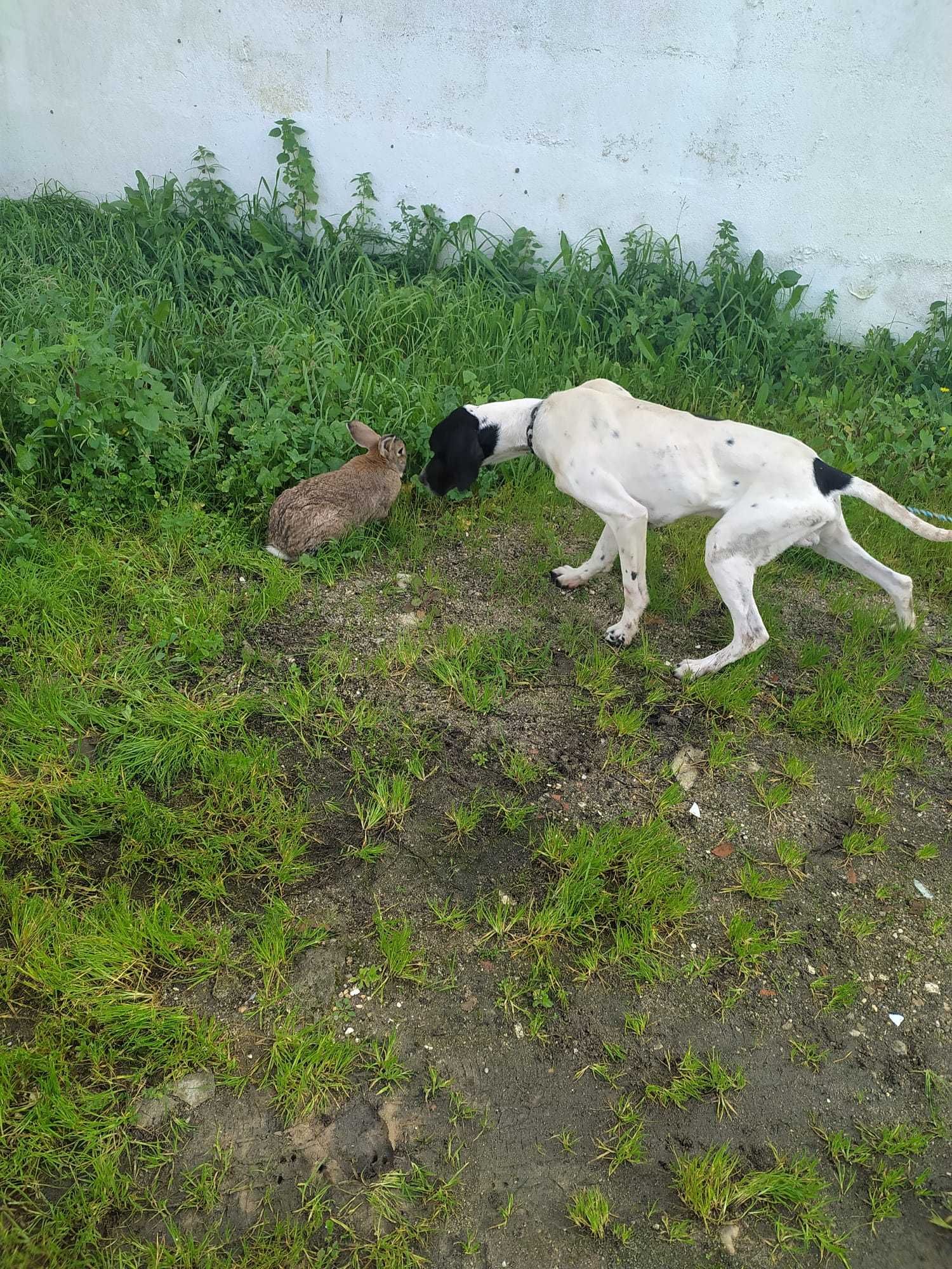 Pointer Puro para caça