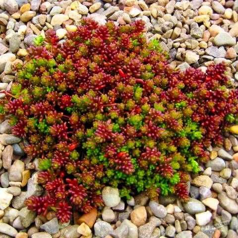 Очиток (седум) Angelina, Coral Carpet