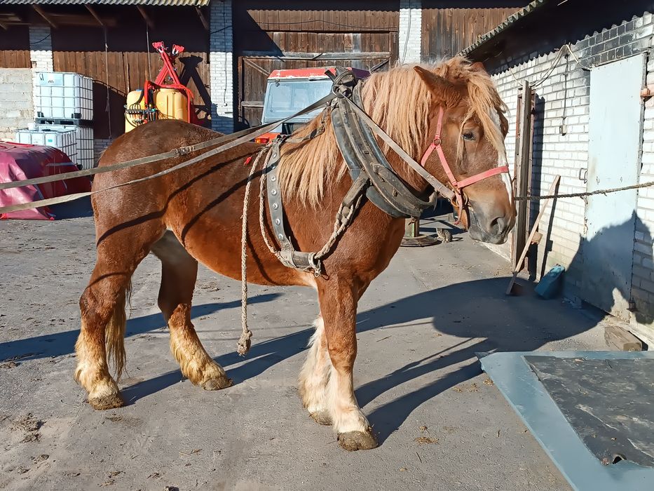 Klacz zimnokrwista 3.5 roku