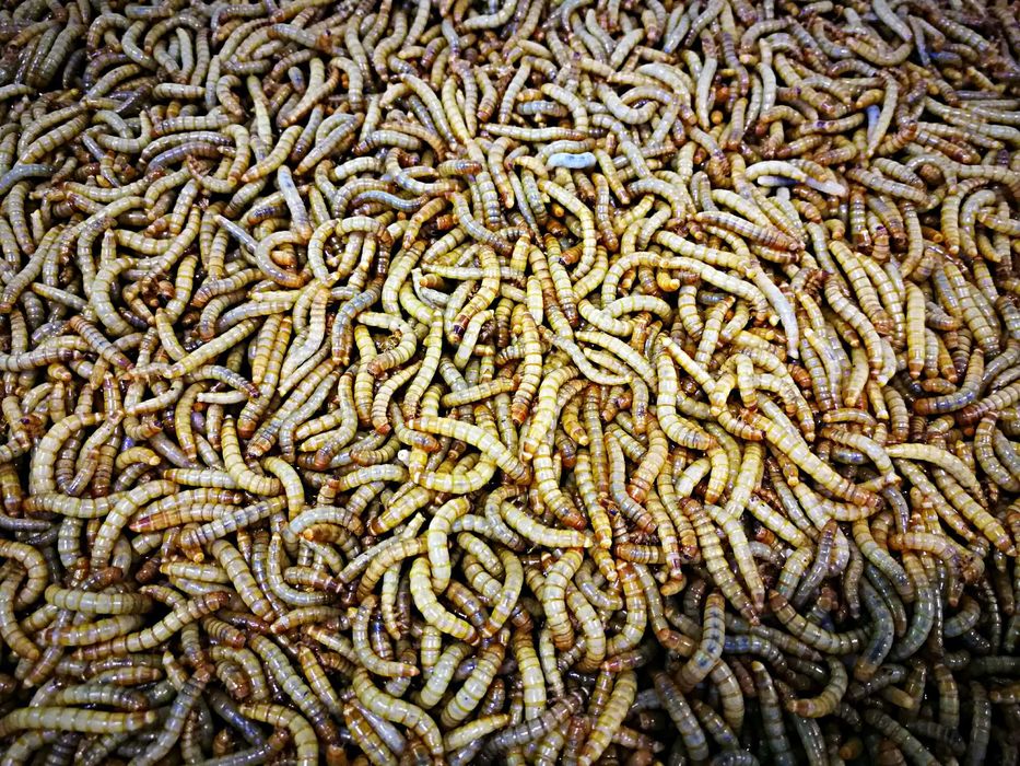 Mącznik młynarek własna hodowla 100ml.