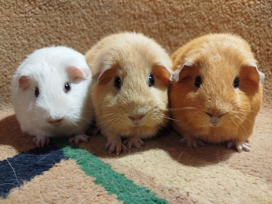 Морская свинка. Селф. Девочки.