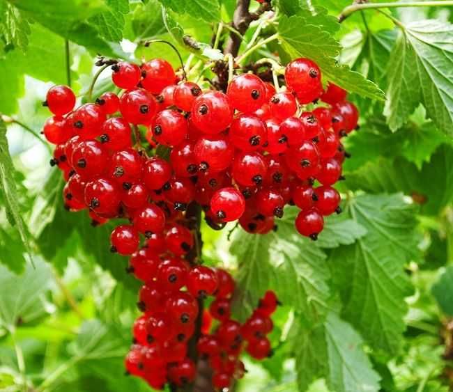 Krzewy owocowe Aronia, Maliny, Porzeczki, Borówka i inne (Wysyłamy)