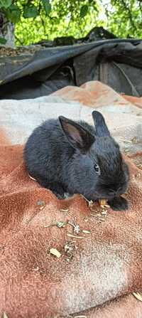 Sprzedam króliki miniaturki samiczki