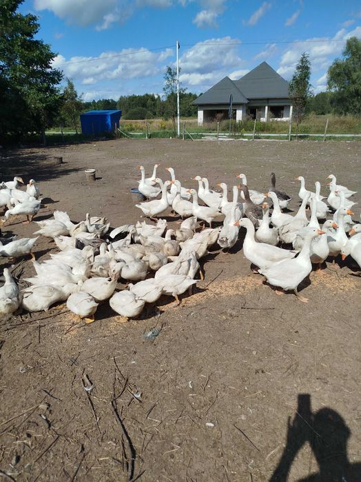 Gęsi i kaczki tegoroczne
