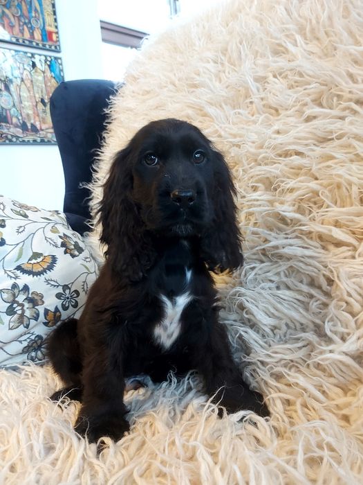 Cocker Spaniel Angielski