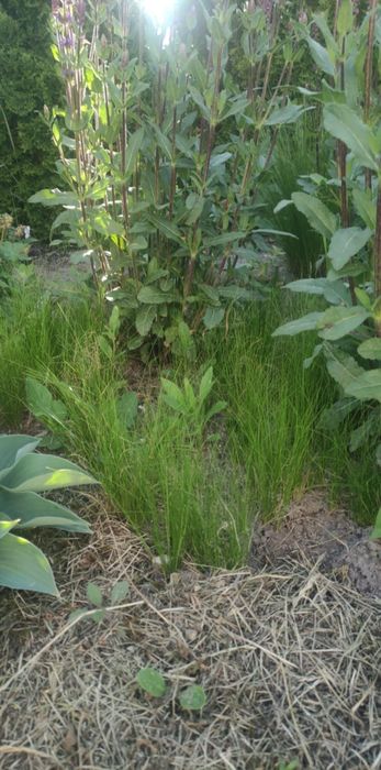 Stipa trawa ostnica