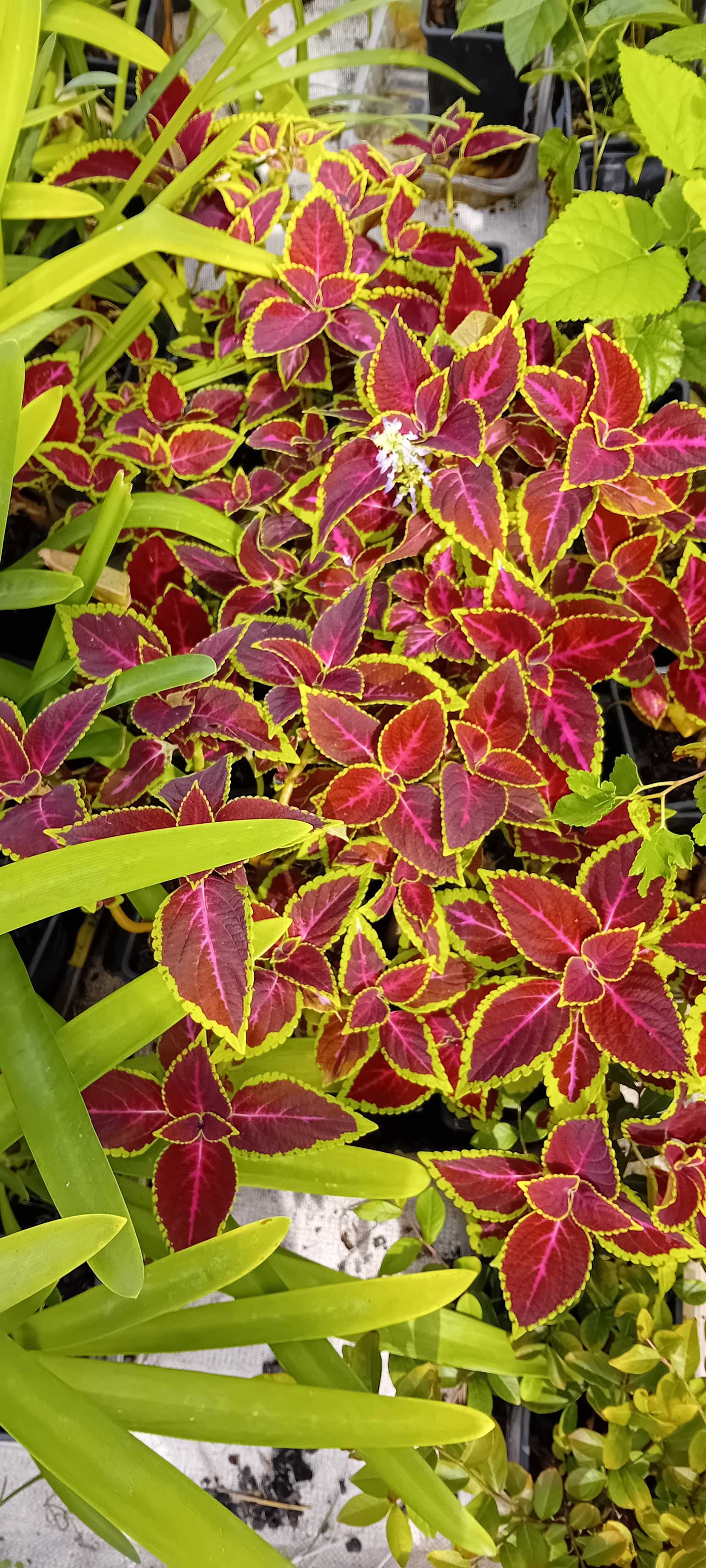 Coleus Solenostemon scutellarioides