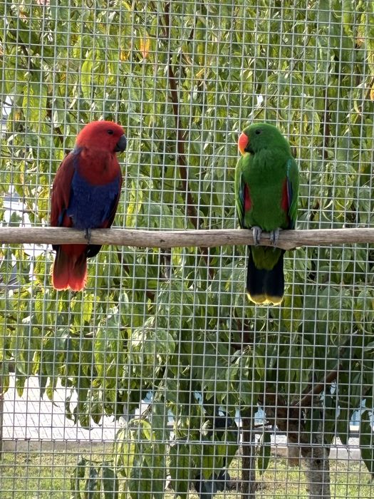 Casal de papagaios ecletus 24/25