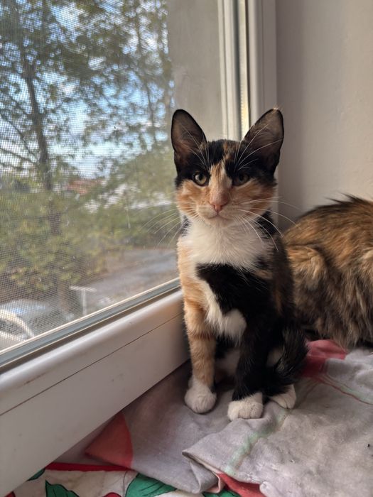 Отдам в добрые руки девочки