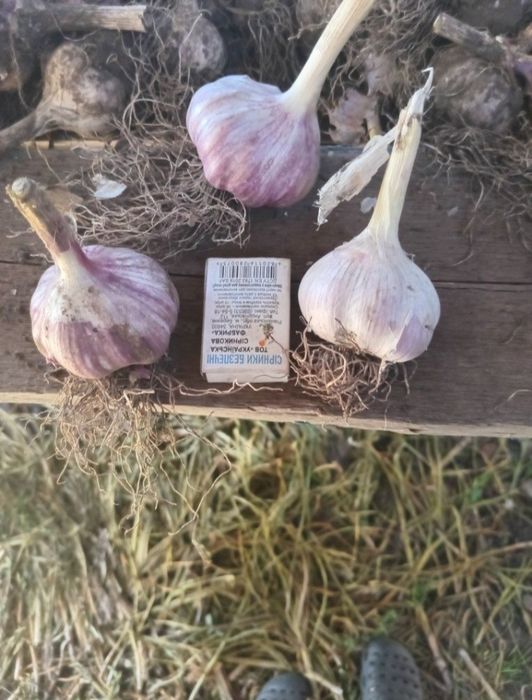 Продам  часник на посадку любаша