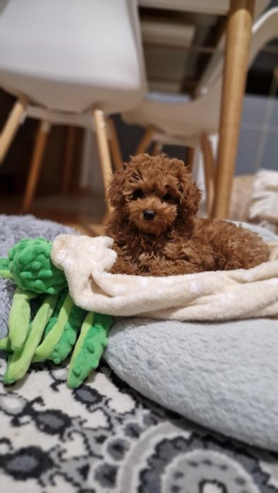 Śliczna suczka Pudel Toy Red