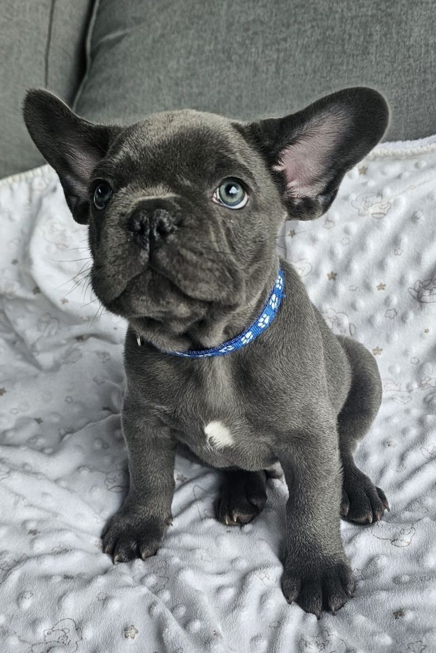 Buldog Francuski Blue z genem lilac samiec GOTOWY DO ODBIORU