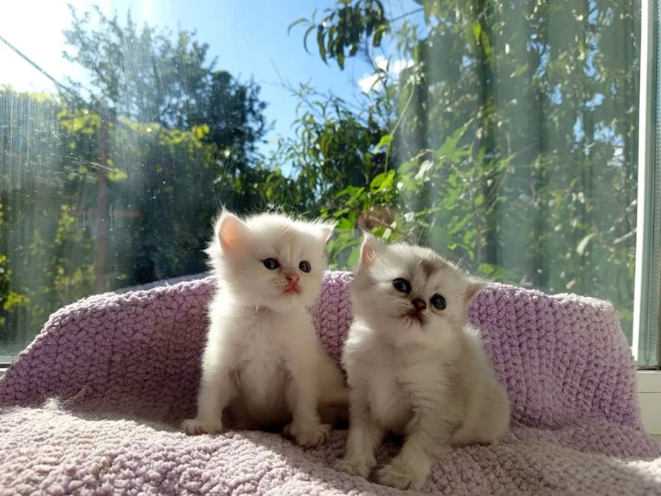 Котята Бронь срібляста Шиншилла Хайленд Страйт шотландська