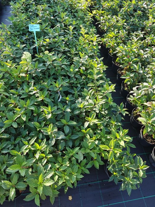 Hortensje bukietowe i na pniu