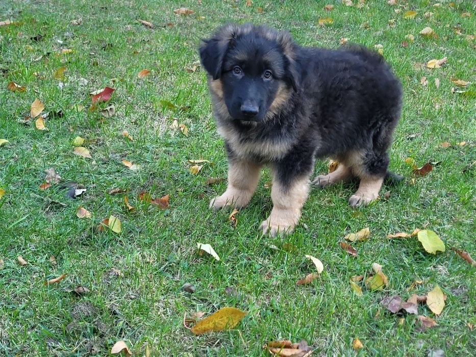 Owczarek niemiecki długowłosy