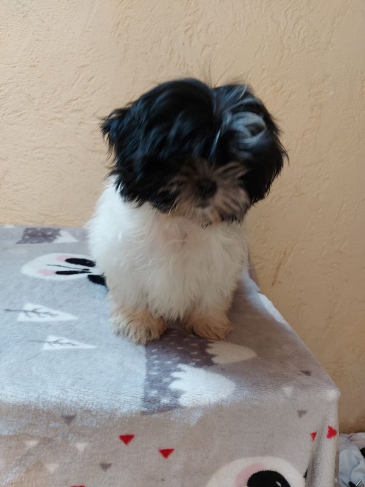 Suczka shih tzu.