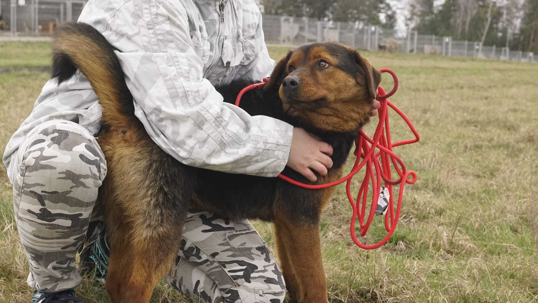 Czy znajdzie się ktoś, kto przygarnie guliwera?