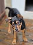Bajt do adopcji.
