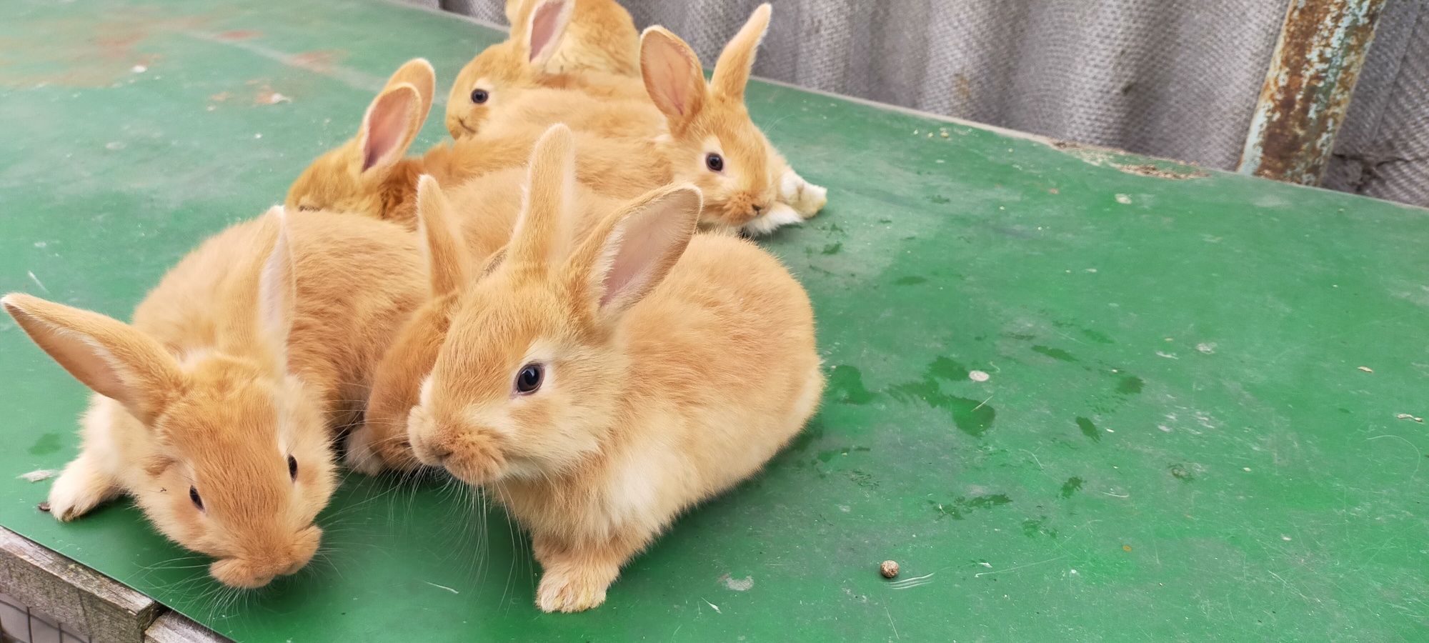 Продам кроликов !