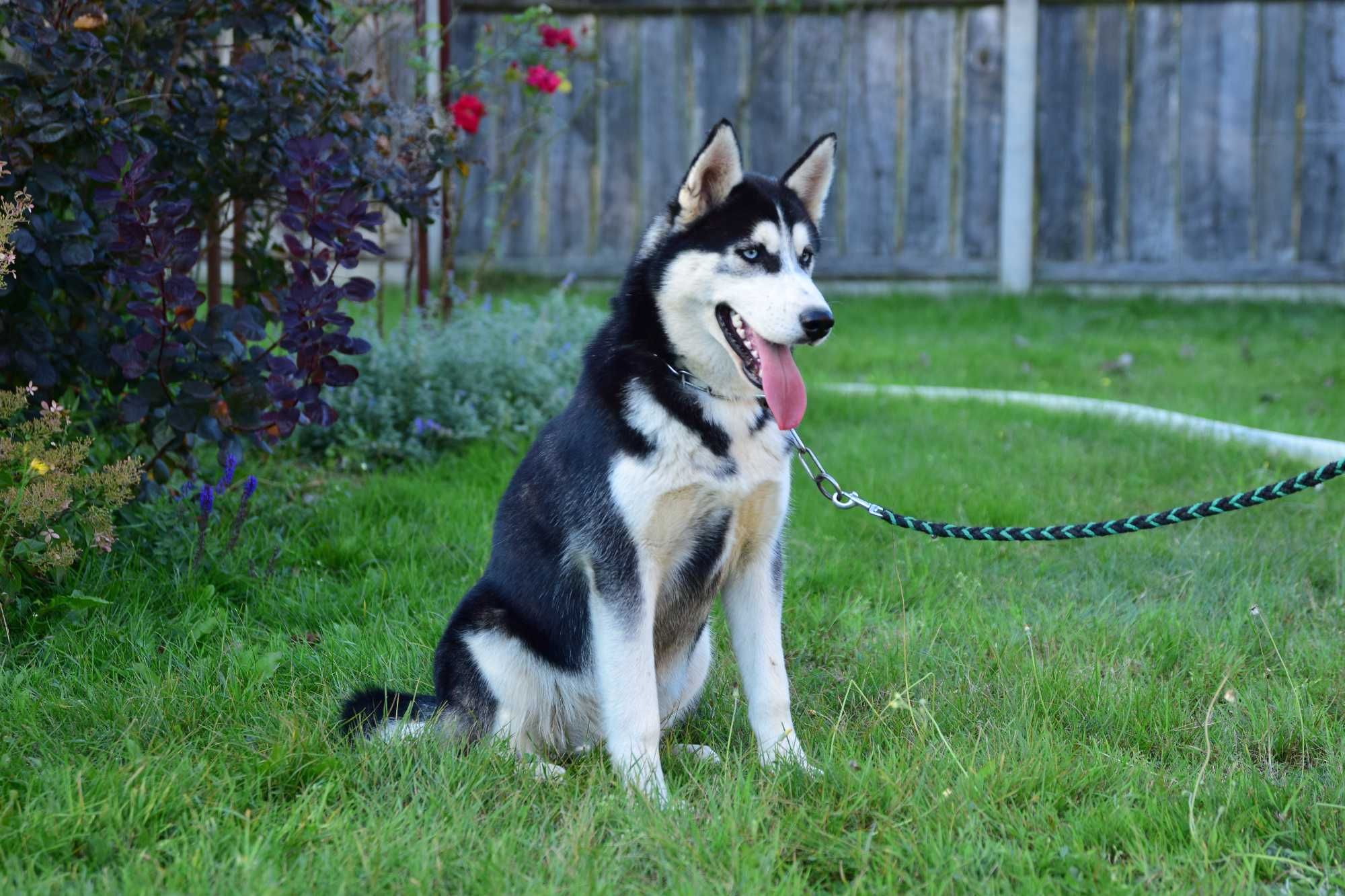 Siberian Husky Samiec