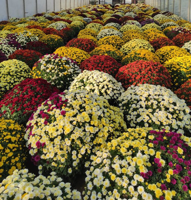 Chryzantema drobnokwiatowa