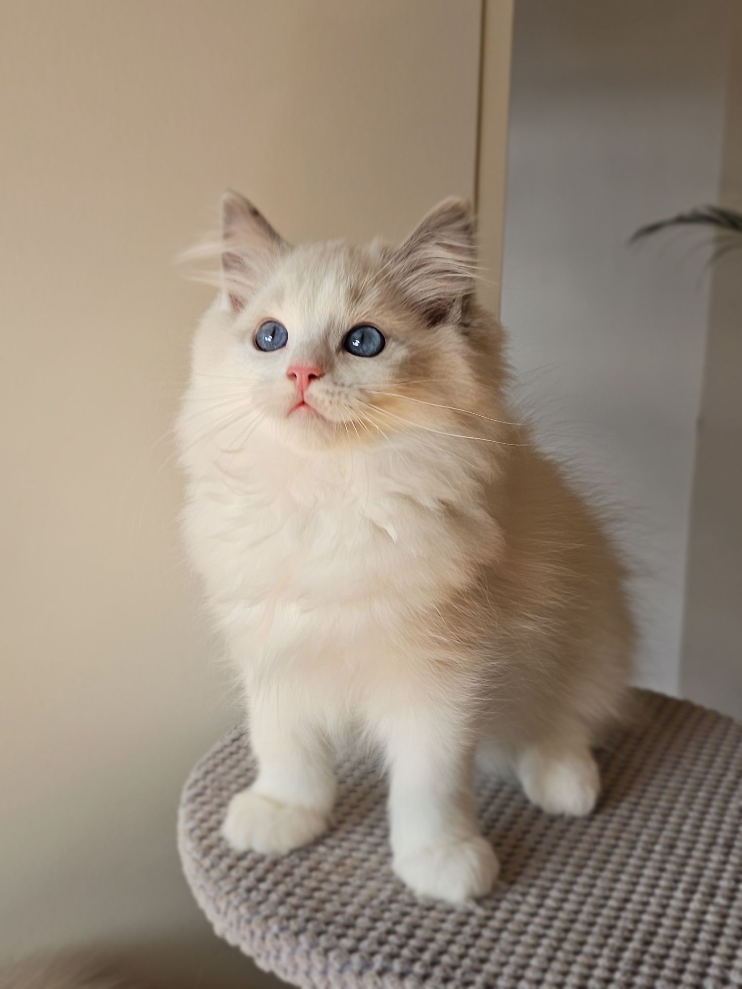 Ragdoll kocurek na kolanka