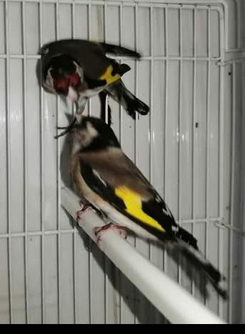 Vendo bons pássaros