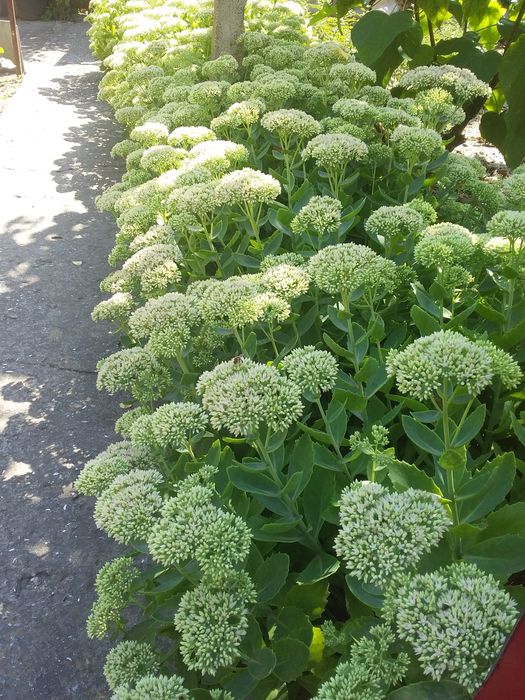 Очитки 4вида.Ясколка.Овсяница сизая.