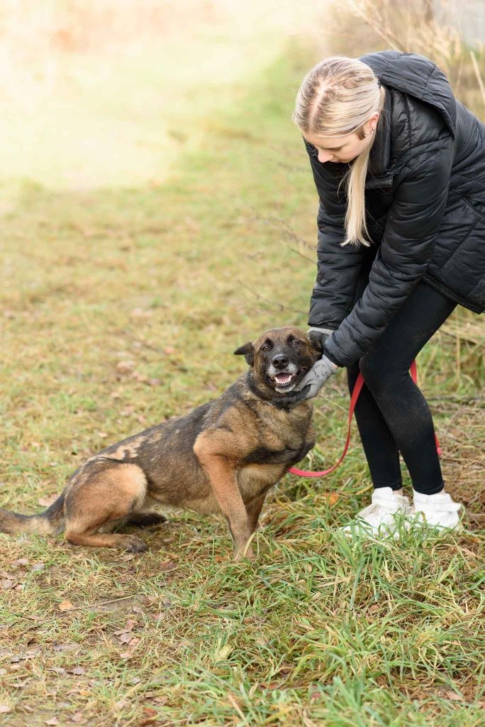 Kochająca Honza typu owczarka belgijskiego mądra sunia PILNE!!!